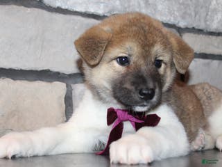 Akita dogs Lucy - Ad 12