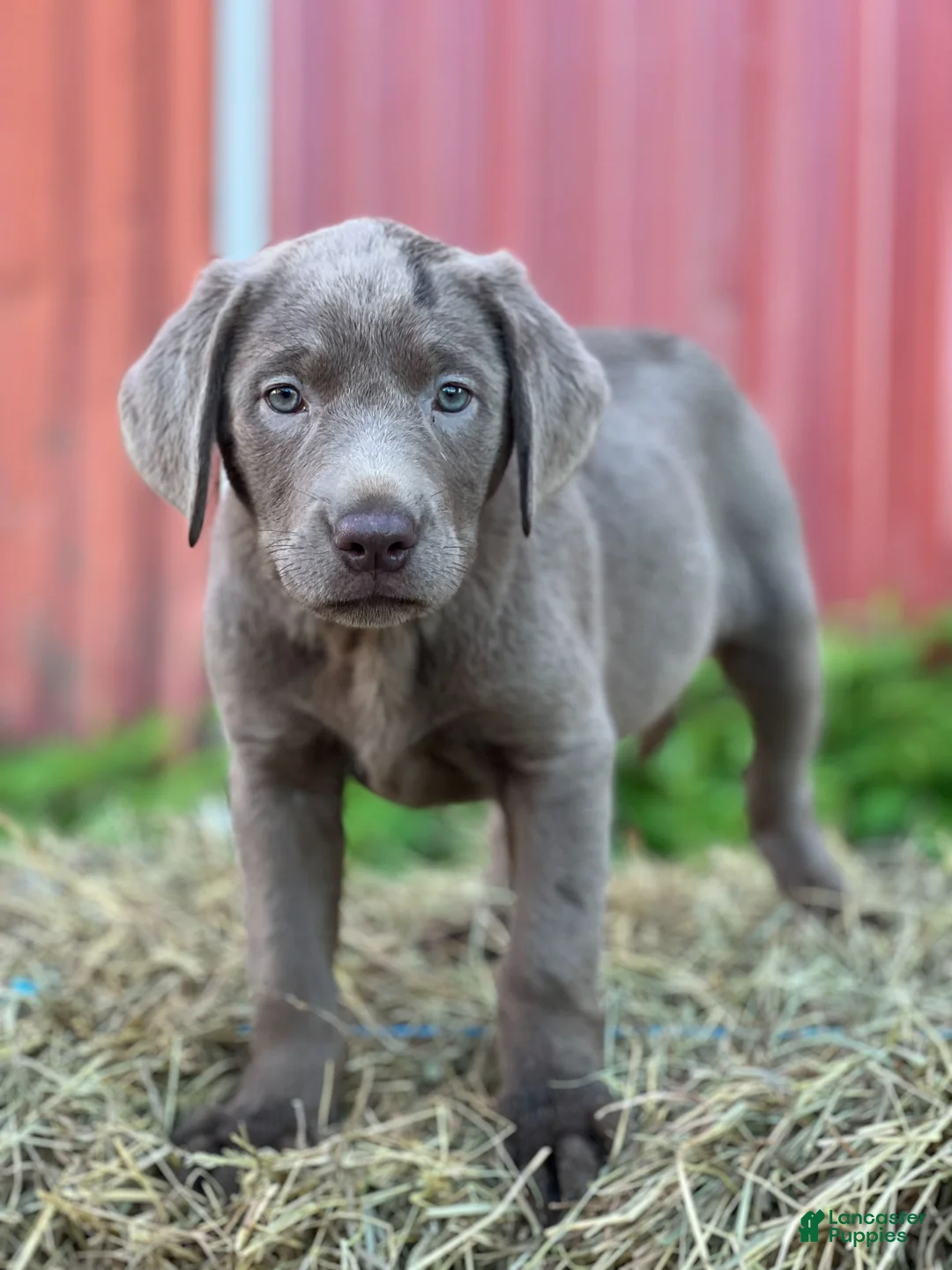 Labrador Retriever dogs for sale: Tamara - Ad 2