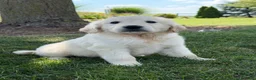Golden Retriever dogs for sale: Pepper - Ad 1