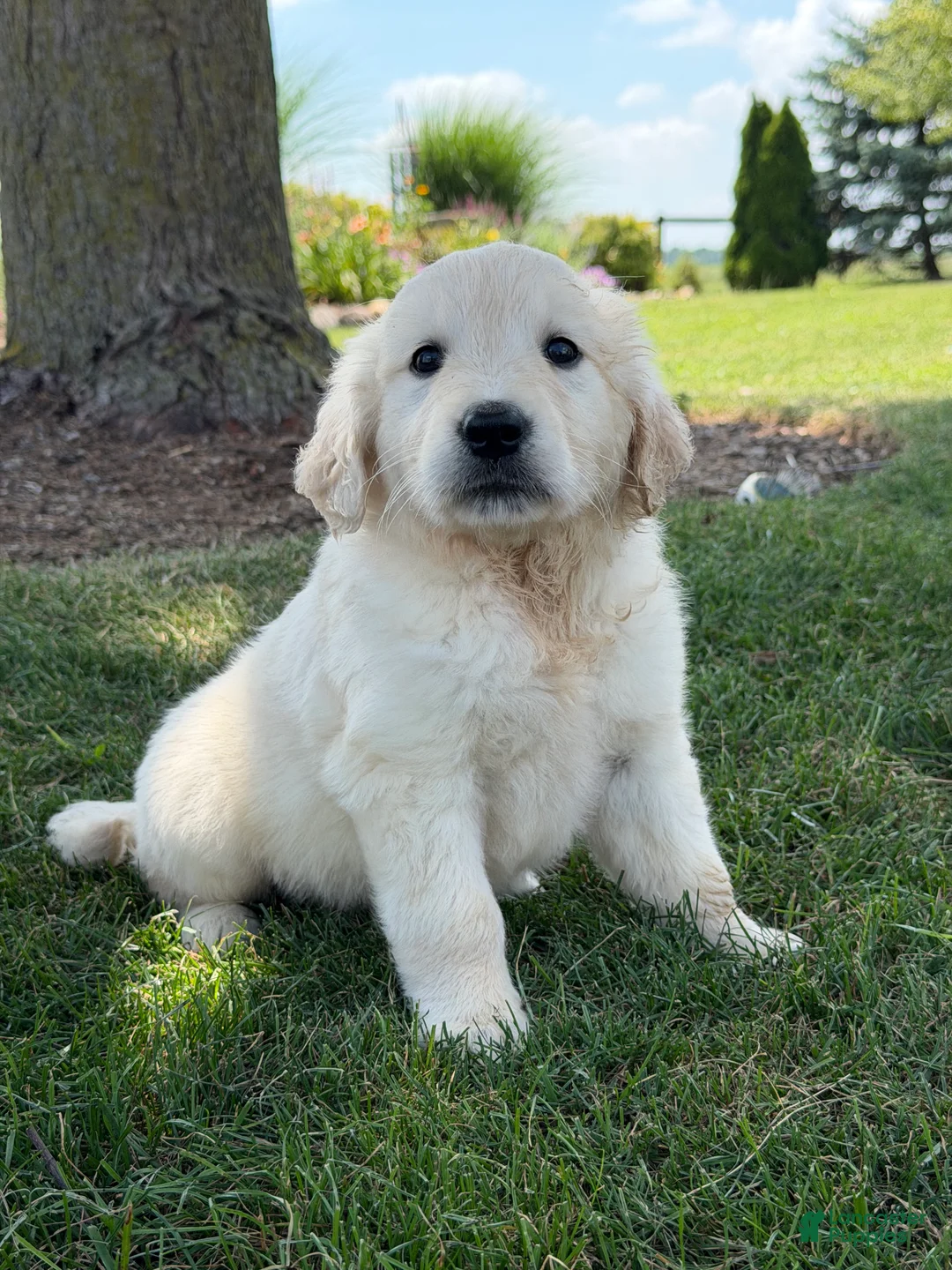 Golden Retriever dogs for sale: Pepper - Ad 1