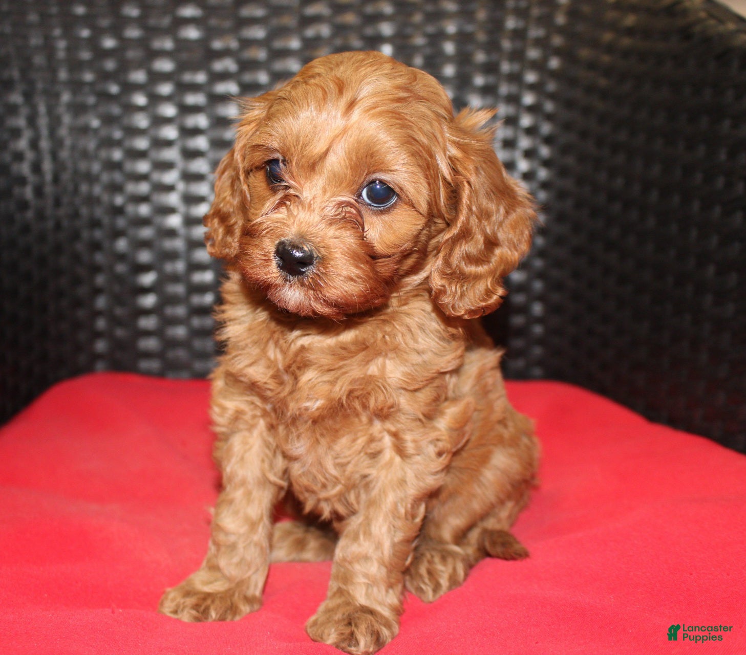 Cavapoo dogs Sally - Ad 1