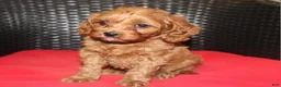 Cavapoo dogs for sale: Sally - Ad 1