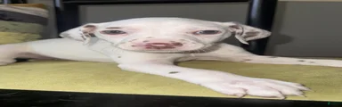 Dalmatian 4