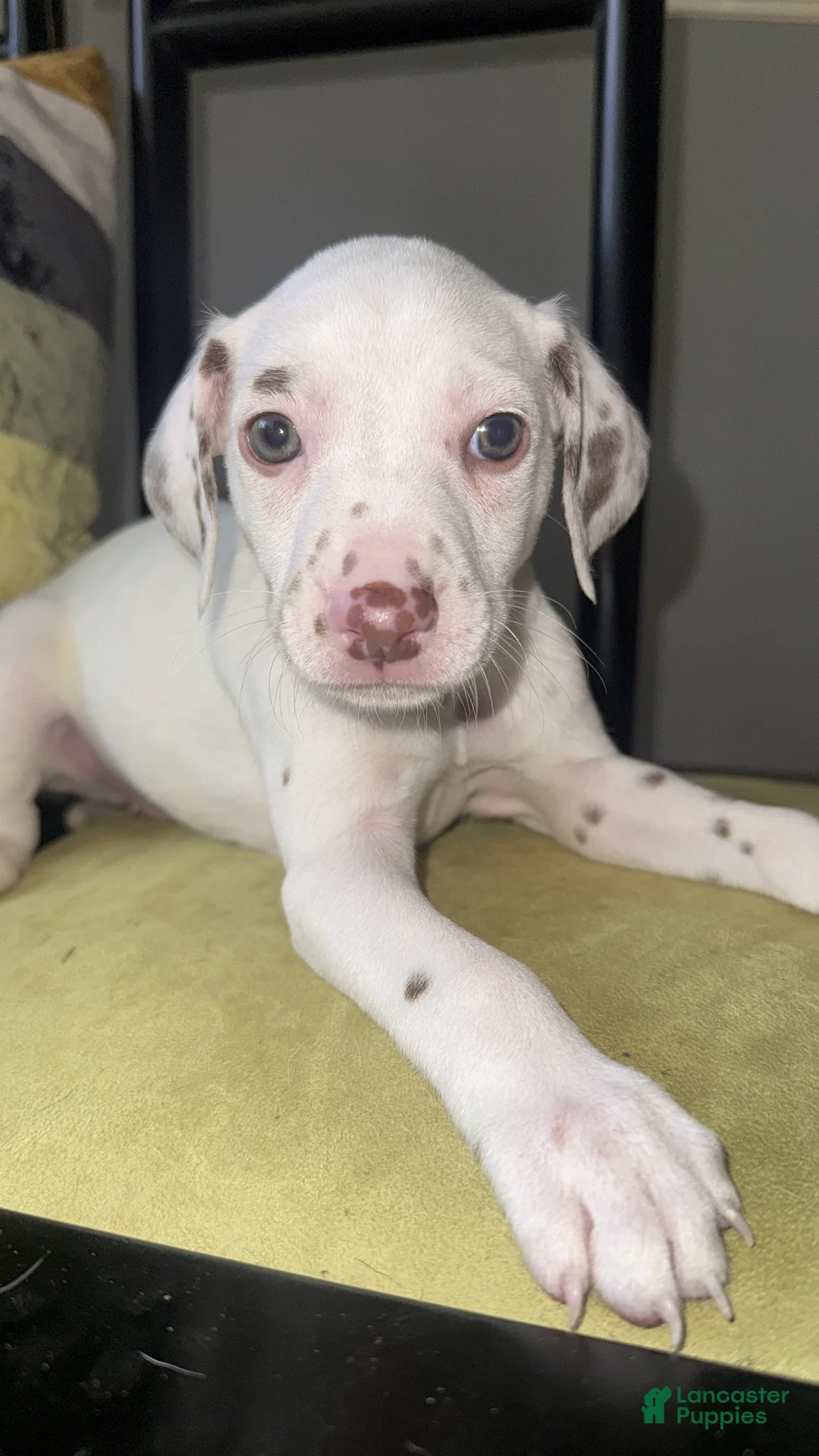 Dalmatian dogs for sale: Dalmatian 4 - Ad 1