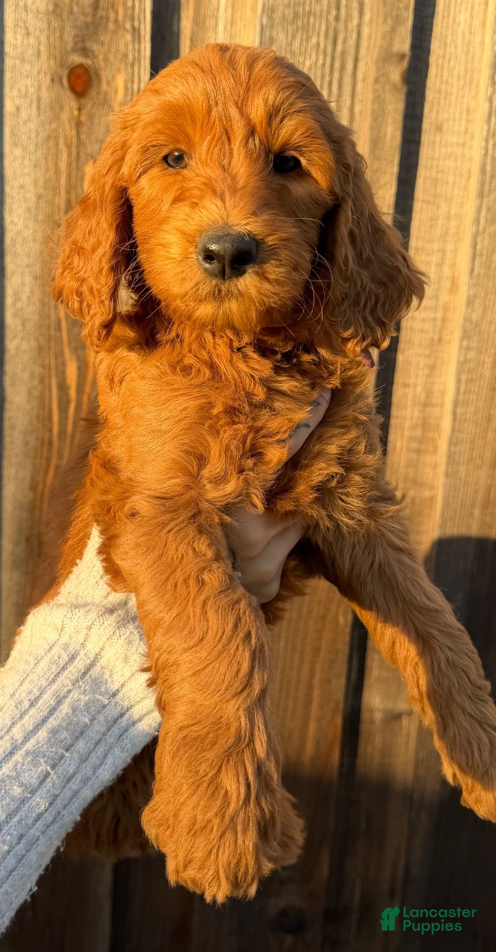 Goldendoodle dogs Goldendoodle 6 - Ad 13