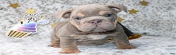 English Bulldog dogs for sale: Sandy  - Ad 1