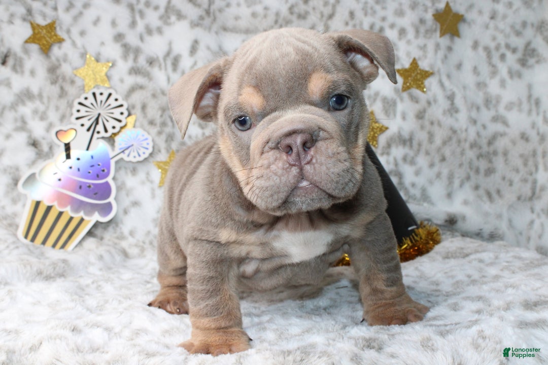 English Bulldog dogs for sale: Sandy  - Ad 1