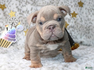English Bulldog dogs Sandy - Ad 13