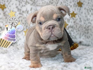 English Bulldog dogs Sandy - Ad 12