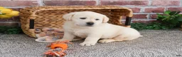 Labrador Retriever dogs for sale: Jeremiah  - Ad 2