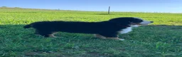 Bernese Mountain Dog dogs for sale: Fern - Ad 12