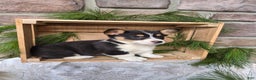 Welsh Corgi Pembroke dogs for sale: Ruby - Ad 2