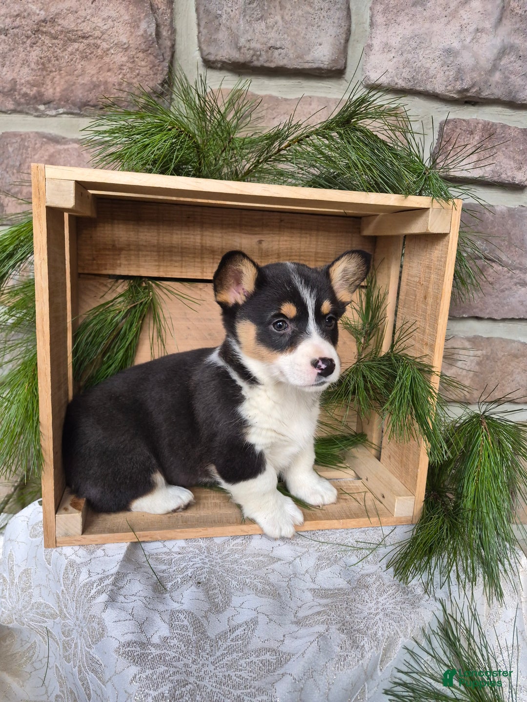 Welsh Corgi Pembroke dogs for sale: Ruby - Ad 2