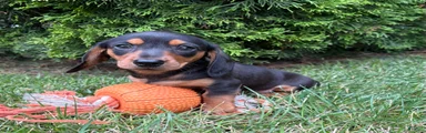 Stella