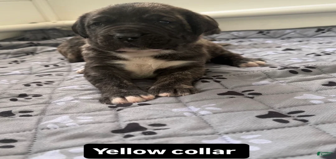 Gallery Image {{count}}