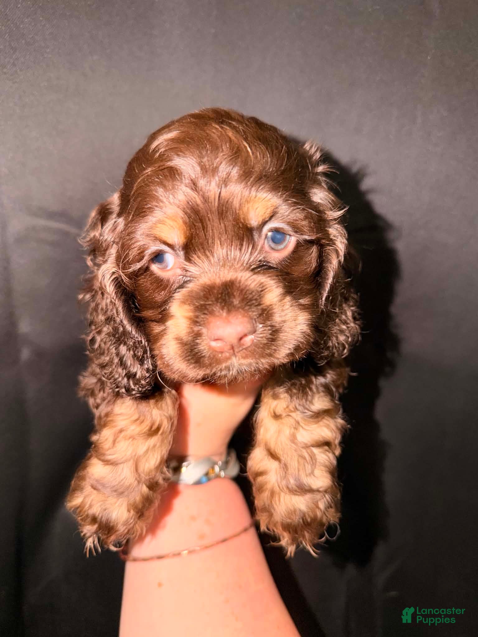 Cocker Spaniel dogs for sale: Teddy - Ad 3