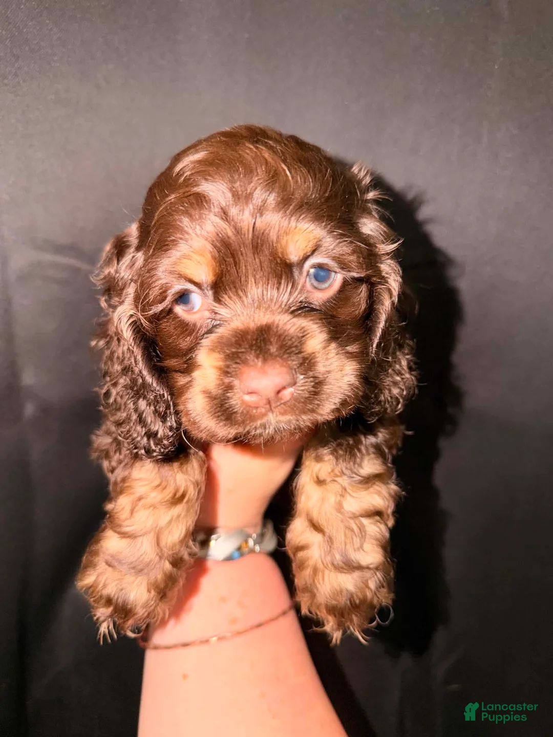 Cocker Spaniel dogs for sale: Teddy - Ad 1