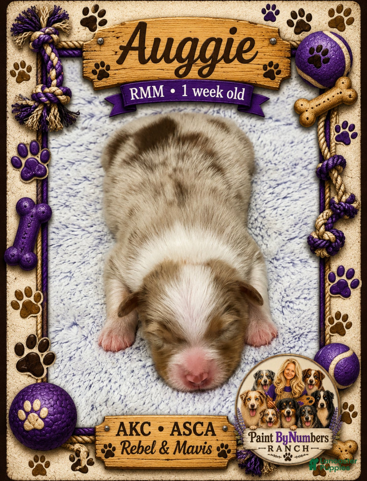 Australian Shepherd dogs for sale: Auggie - Ad 1