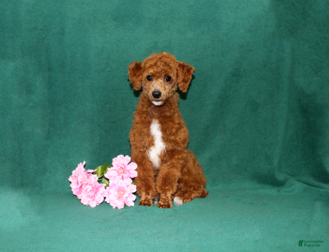 Miniature Poodle dogs for sale: Olaf - Ad 12