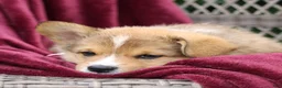 Welsh Corgi Pembroke dogs for sale: Jack  - Ad 1