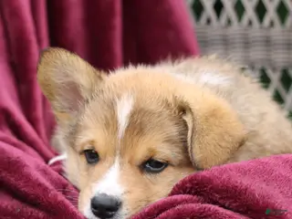 Welsh Corgi Pembroke dogs for sale: Jack - Ad 3