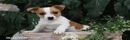 Jack Russell Terrier dogs for sale: Bingo - Ad 1