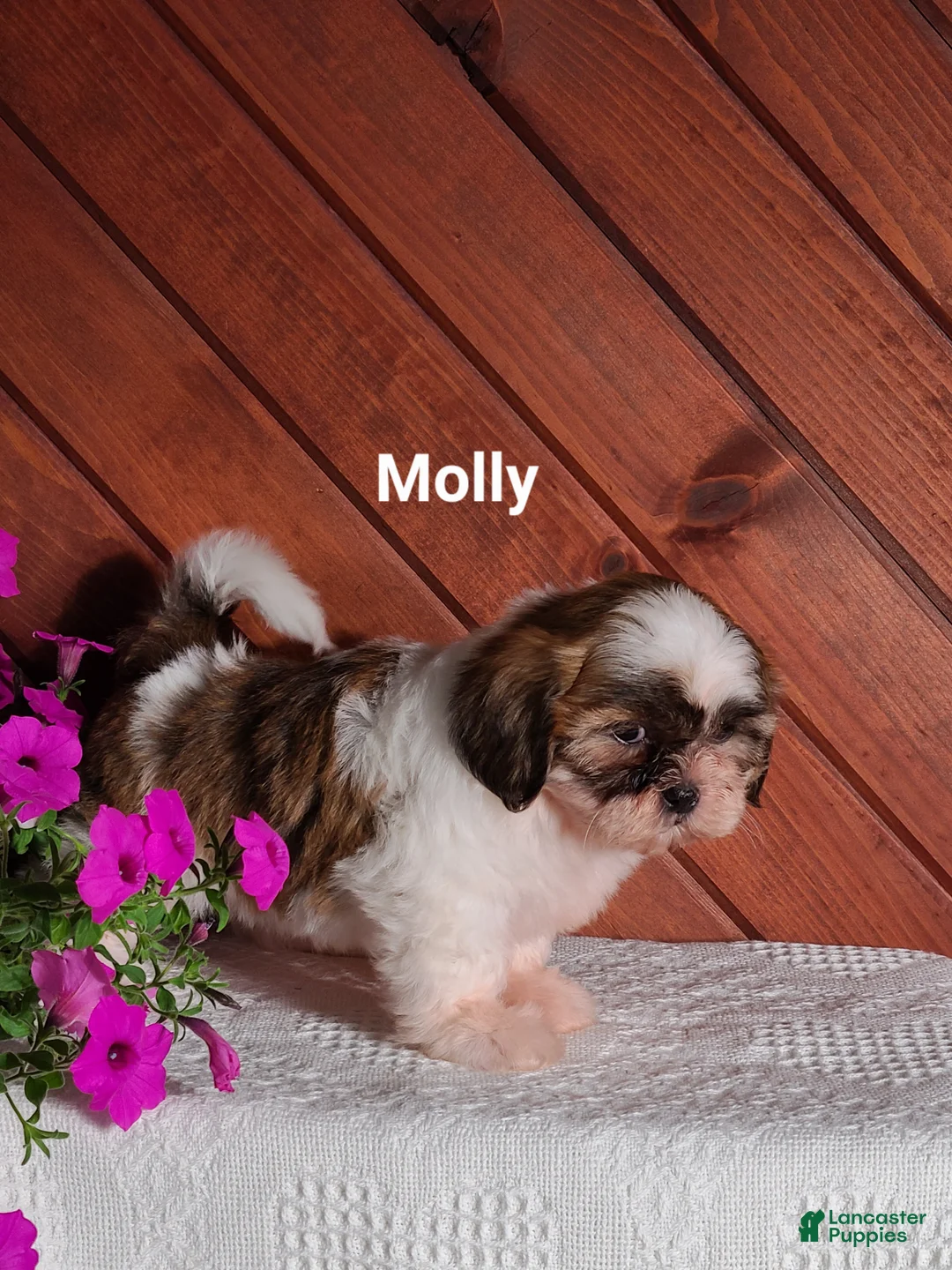 Shih Tzu dogs for sale: Molly  - Ad 2