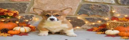 Welsh Corgi Pembroke dogs for sale: Santiago - Ad 2