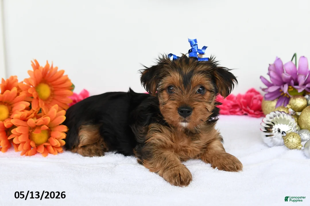 Yorkshire Terrier dogs for sale: Addison - Ad 2