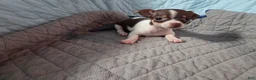 Chihuahua dogs for sale: Chihuahua 2 - Ad 4