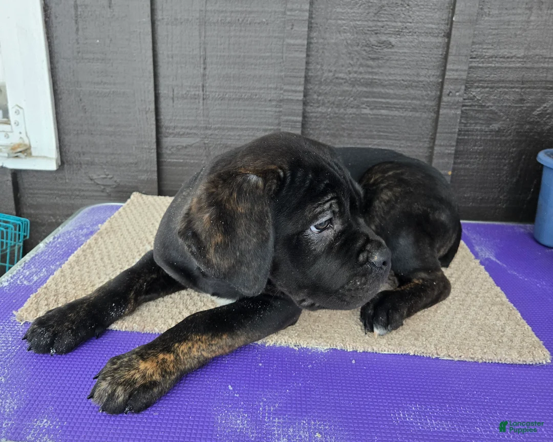 Cane Corso dogs for sale: ICCF Luigi  - Ad 4