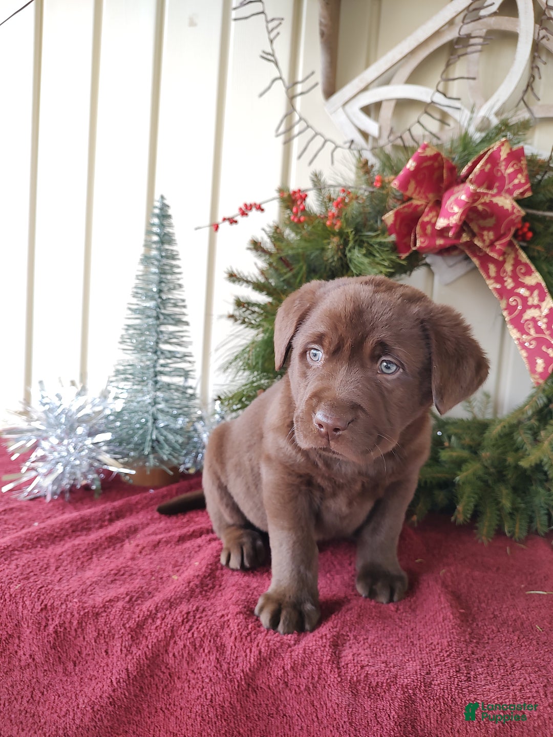 Labrador Retriever dogs for sale: Judson - Ad 6