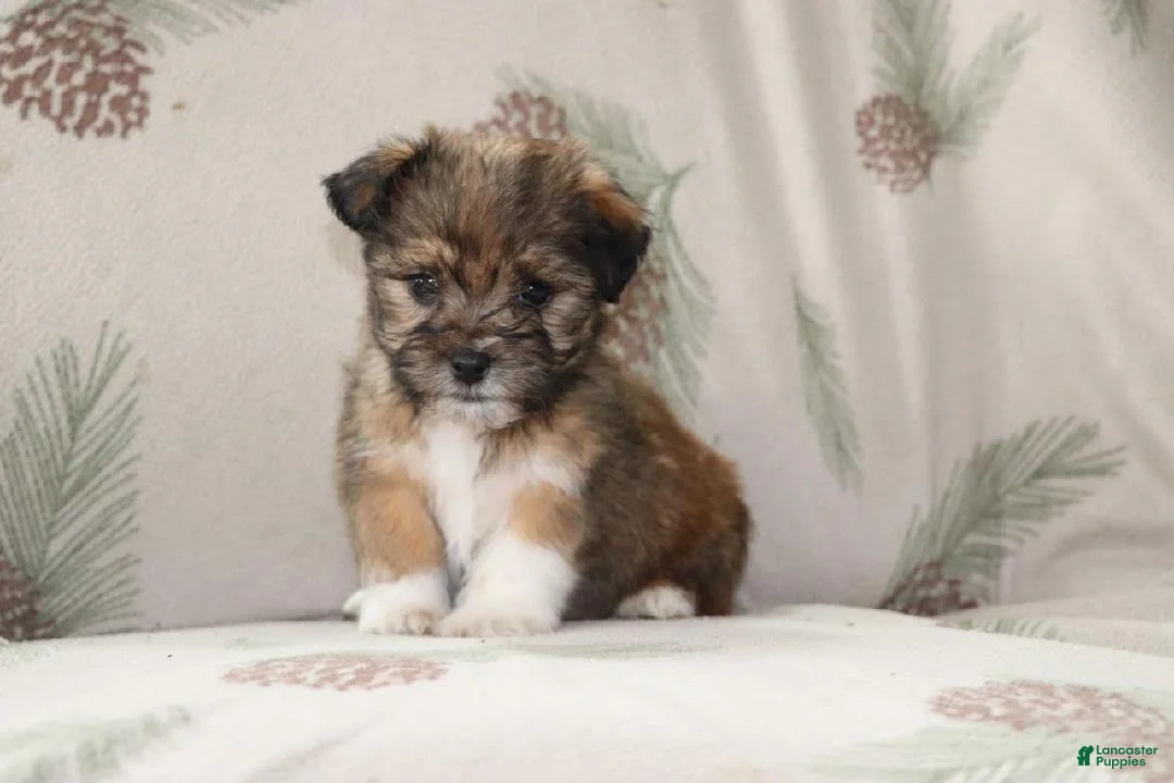 Mixed Breed dogs for sale: Curly - Ad 3