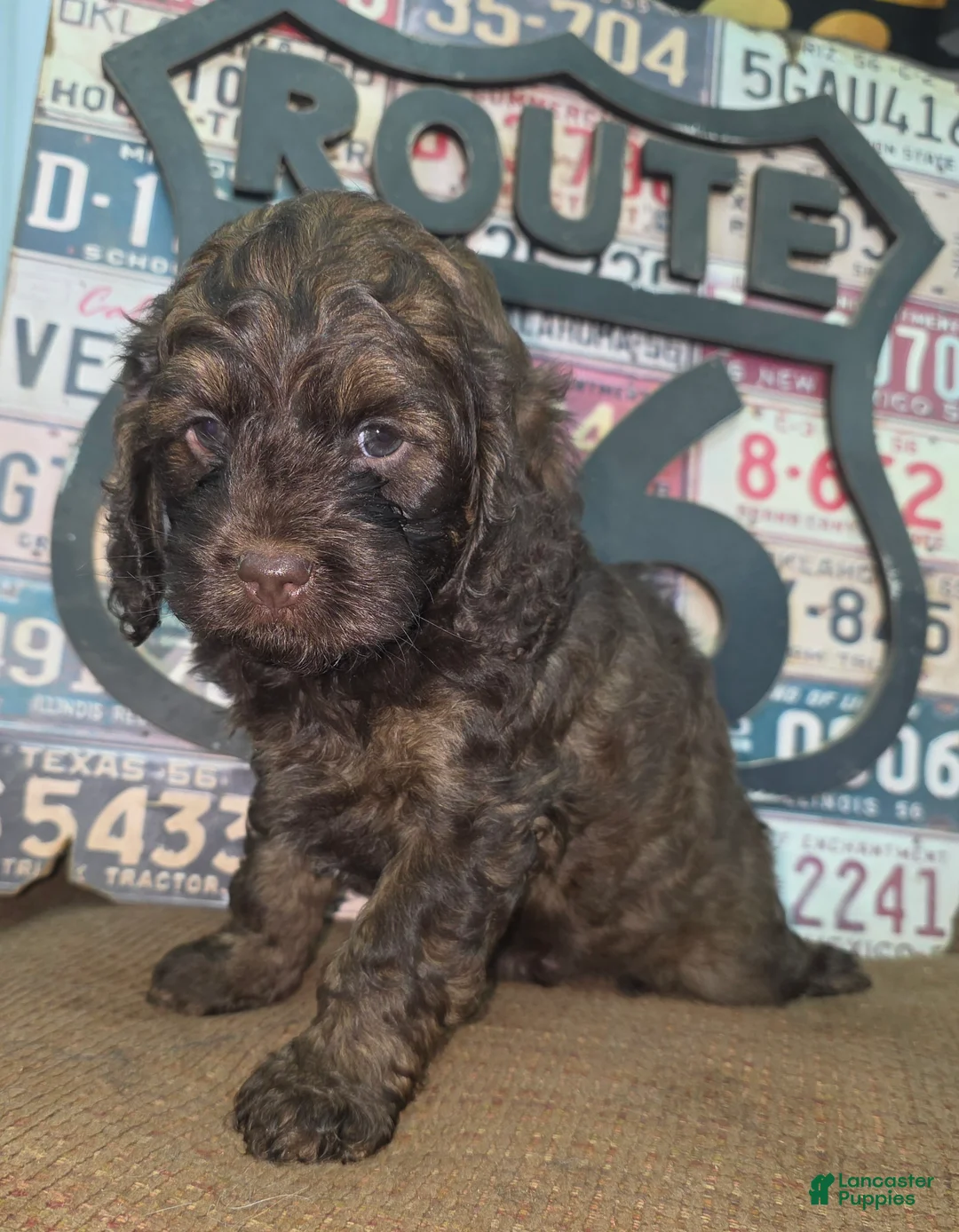Cockapoo dogs for sale: Cockapoo Puppy 2 - Ad 2