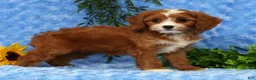 Cavapoo dogs for sale: Lexi - Ad 9