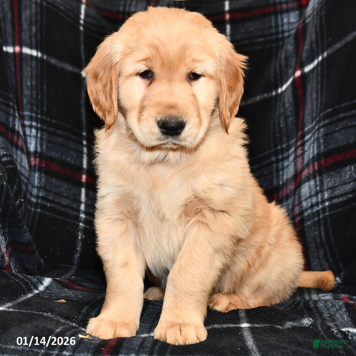 Golden Retriever dogs for sale: Timmy - Ad 3