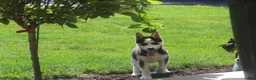 Siberian Husky dogs for sale: Misha - Ad 4