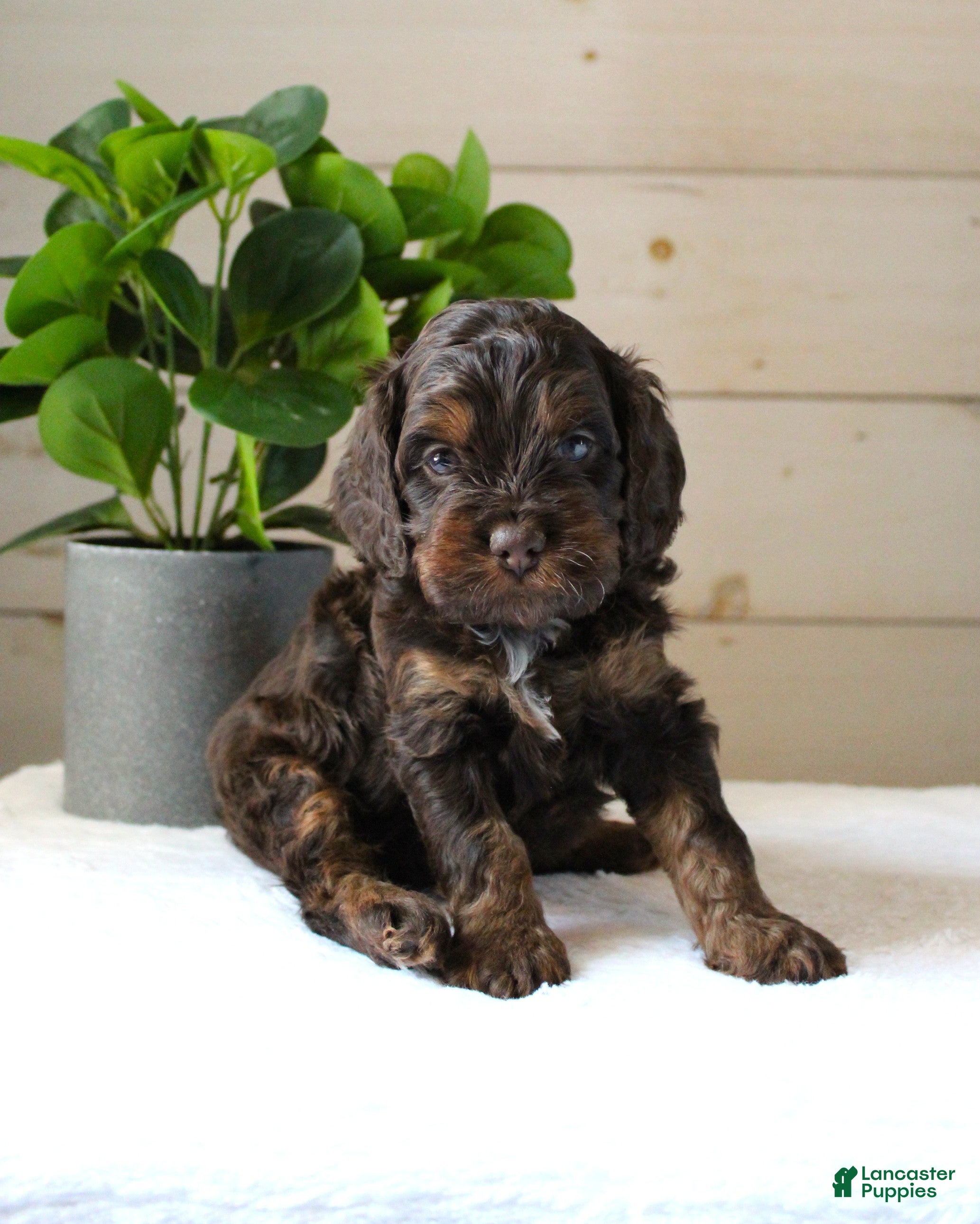 Cockapoo dogs for sale: Turner - Ad 3
