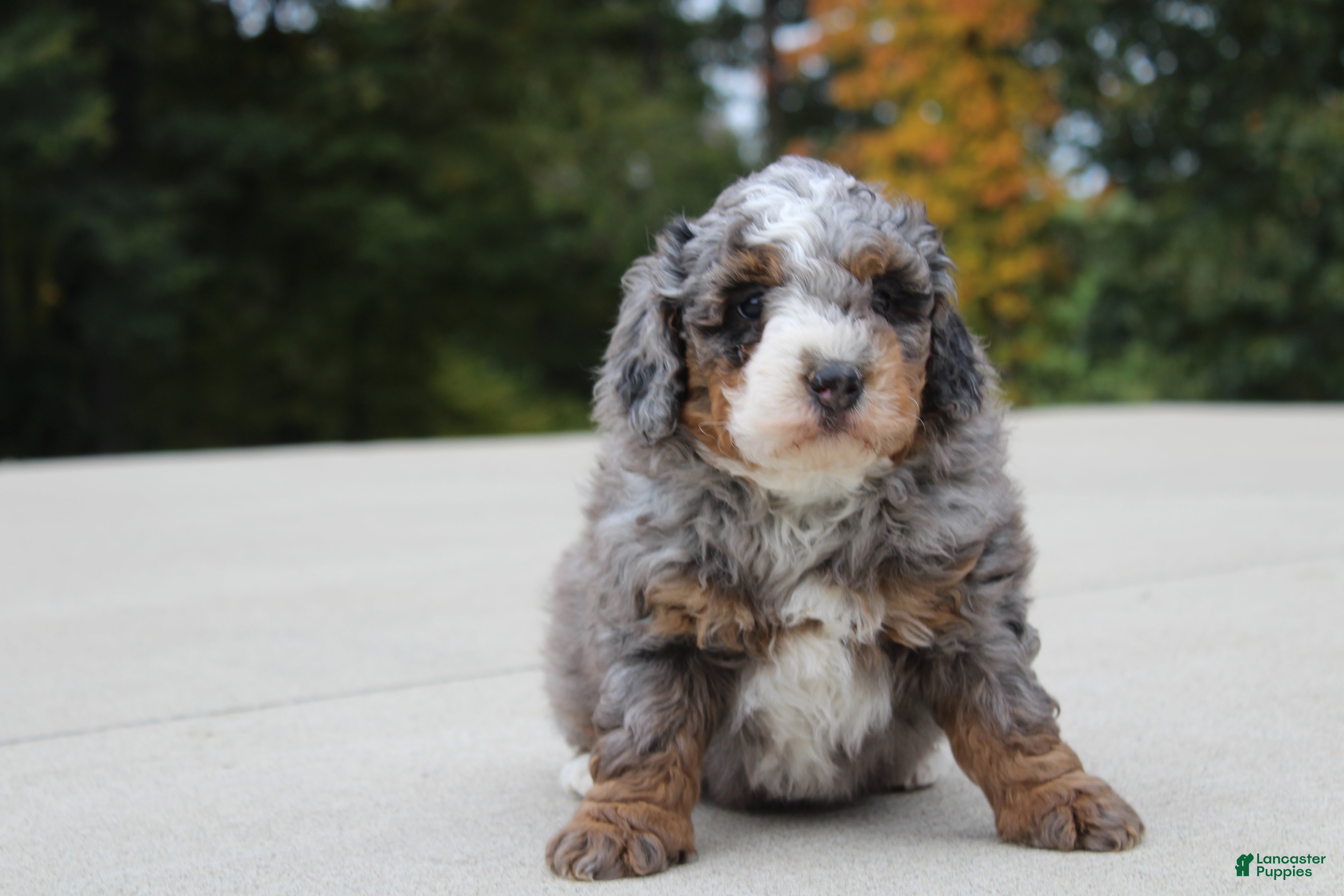 Mini Bernedoodle dogs Eddie  - Ad 1