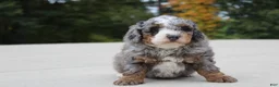 Mini Bernedoodle dogs for sale: Eddie  - Ad 1