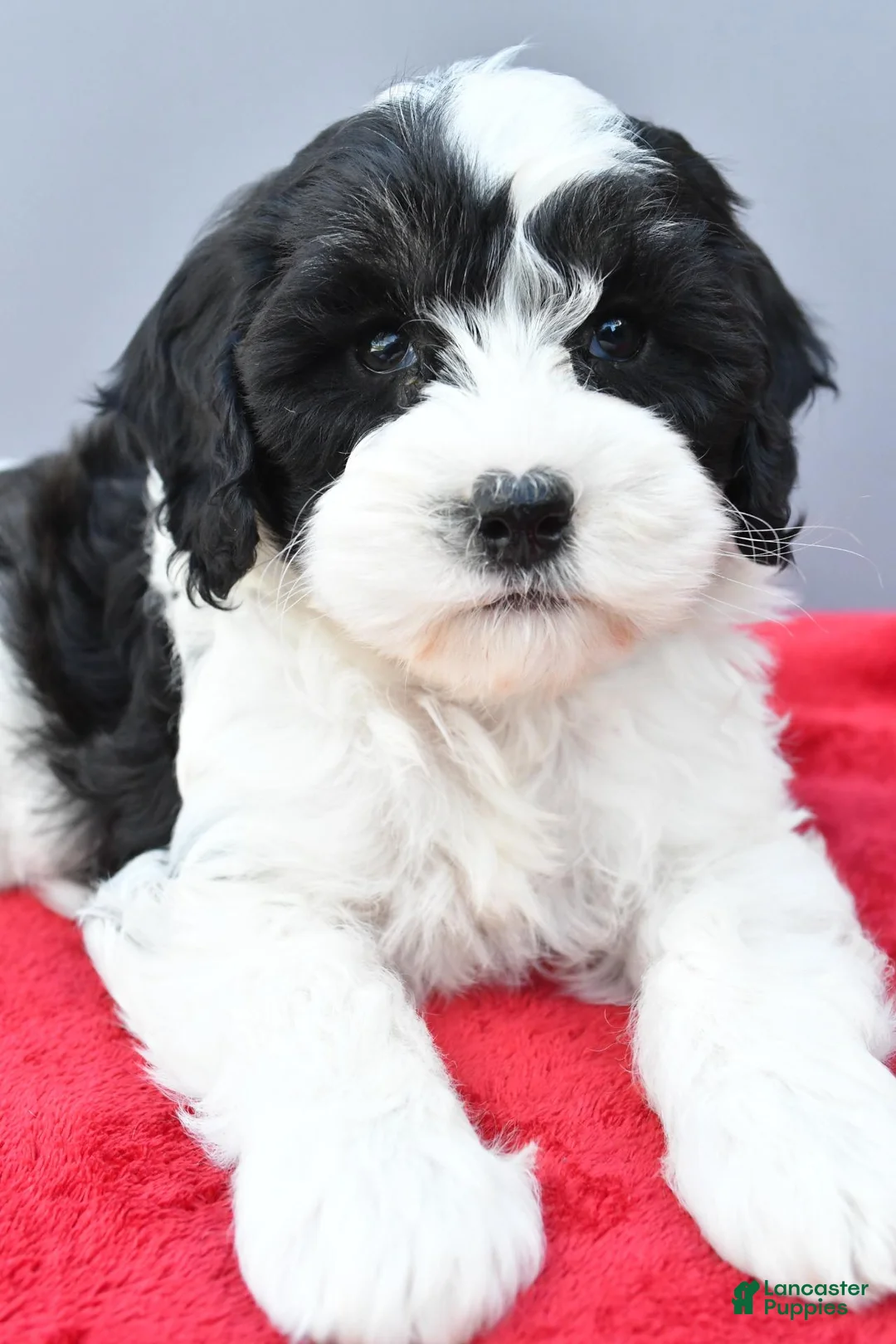 Mini Sheepadoodle dogs for sale: Piper - Ad 1