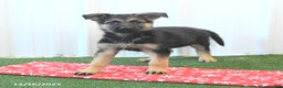 German Shepherd dogs for sale: Hope - Ad 1