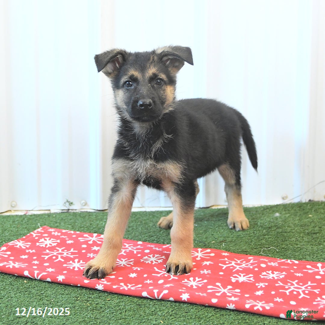German Shepherd dogs for sale: Hope - Ad 1