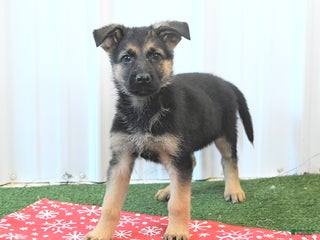 German Shepherd dogs Hope - Ad 24