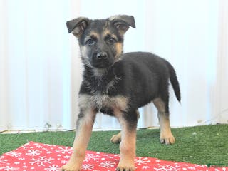 German Shepherd dogs Hope - Ad 27