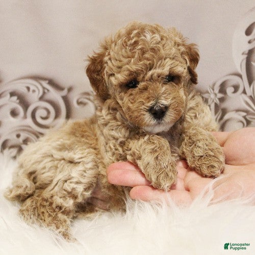 Toy Poodle dogs Diamond - Ad 2