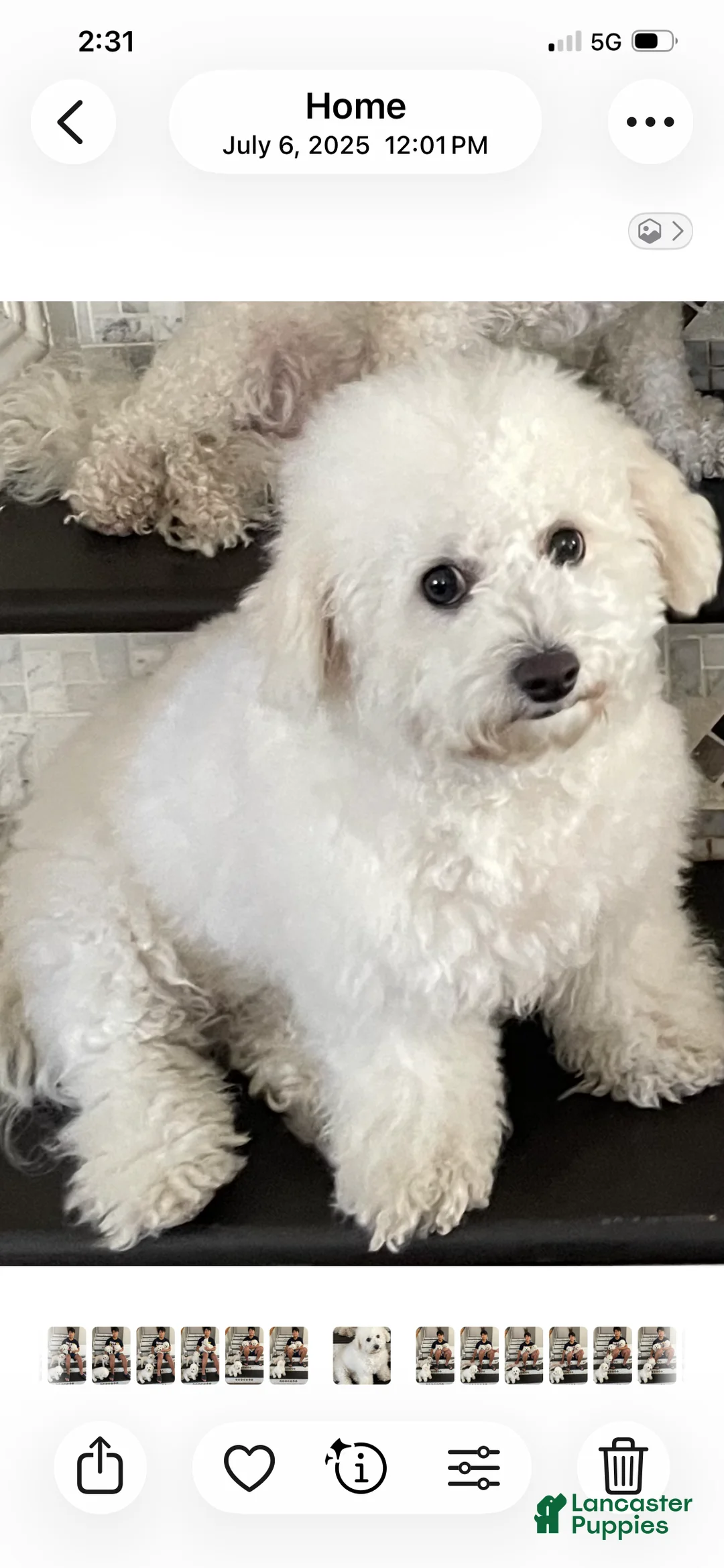 Bichon Frise dogs for sale: Bichon Frise Puppy 2 - Ad 2