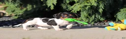 Dachshund dogs for sale: Holly - Ad 10