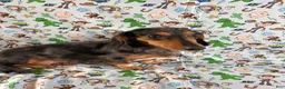 Miniature Dachshund dogs for sale: Woody - Ad 2