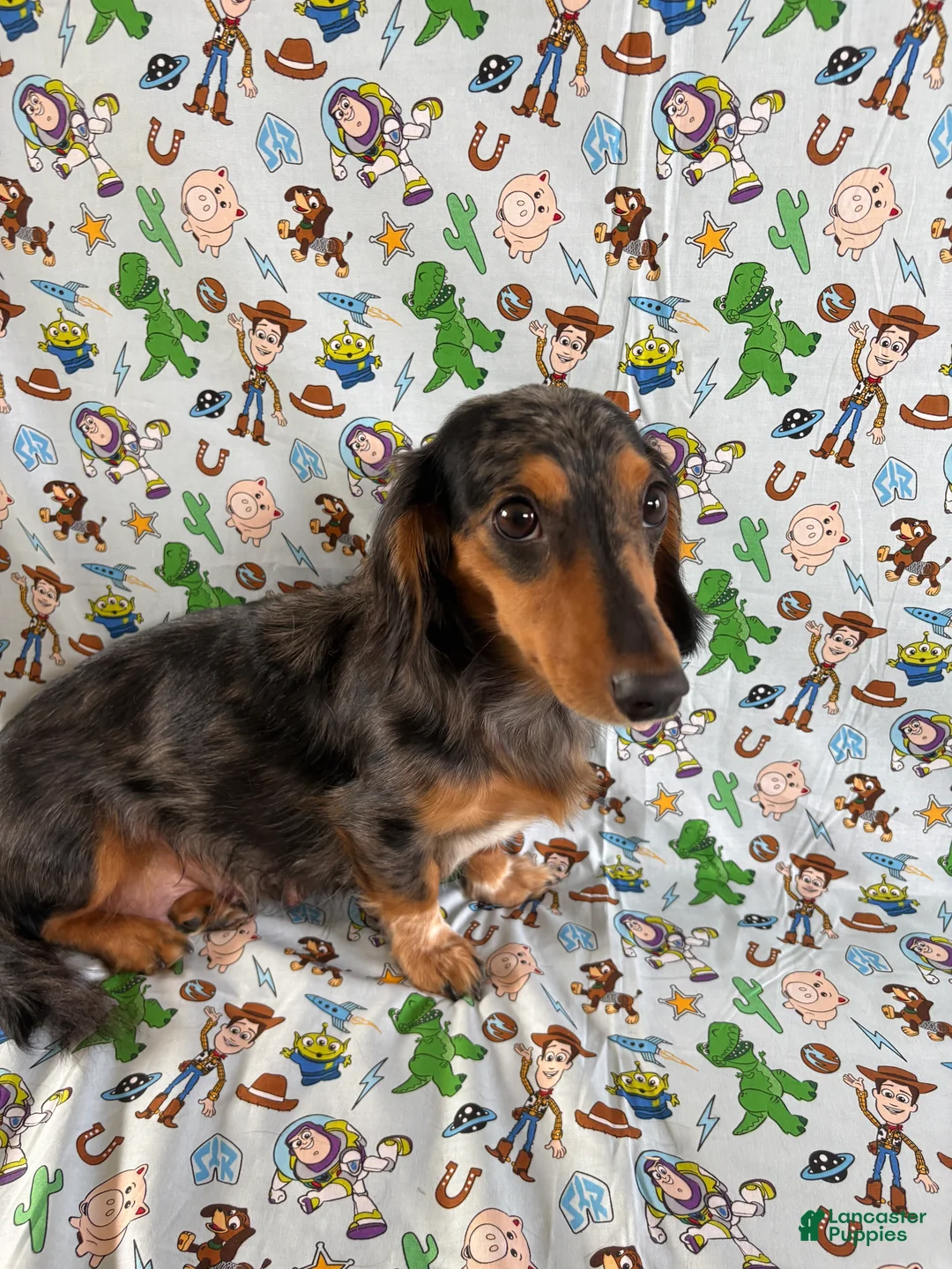 Miniature Dachshund dogs for sale: Woody - Ad 2